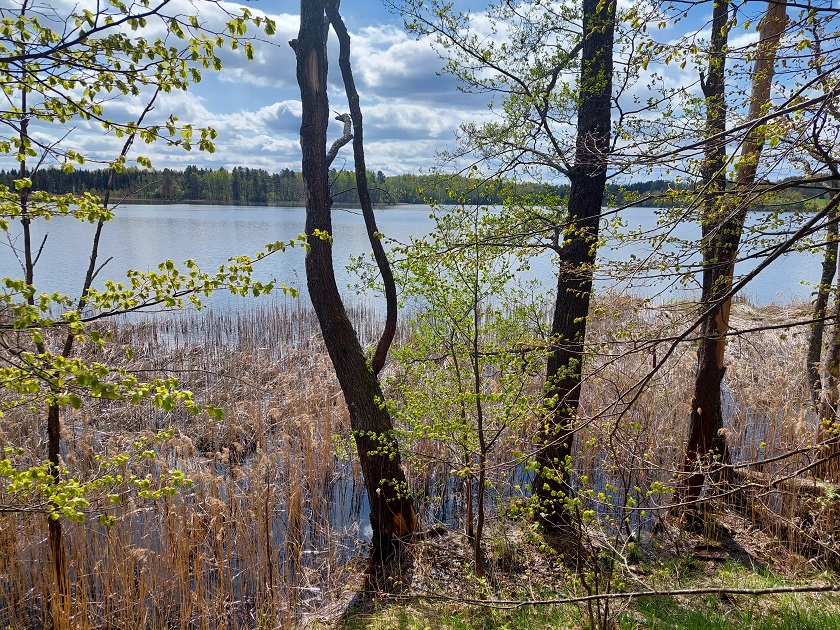 PERSPEKTYVUS 12,52 HA ŽEMĖS ŪKIO PASKIRTIES SKLYPAS ZARASŲ R., KALINAUKOS K., ŠALIA KALINAUKOS EŽERO